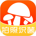 菌窝子app下载安装