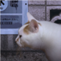 翌日猫之怪奇谭游戏