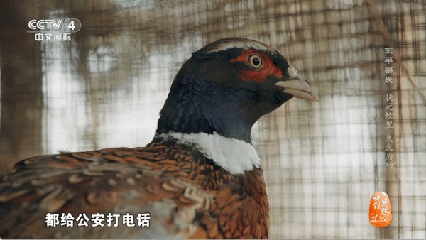 海燕直播体育在线观看