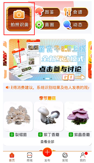 菌窝子